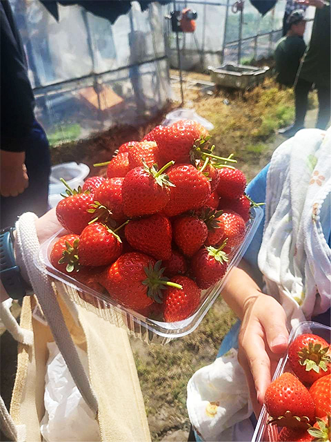 いちご狩り開催
